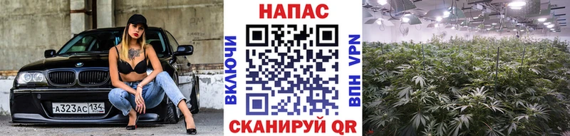 Бошки марихуана MAZAR  Калининец 